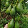 Bơ Mã Dưỡng - Ảnh 2